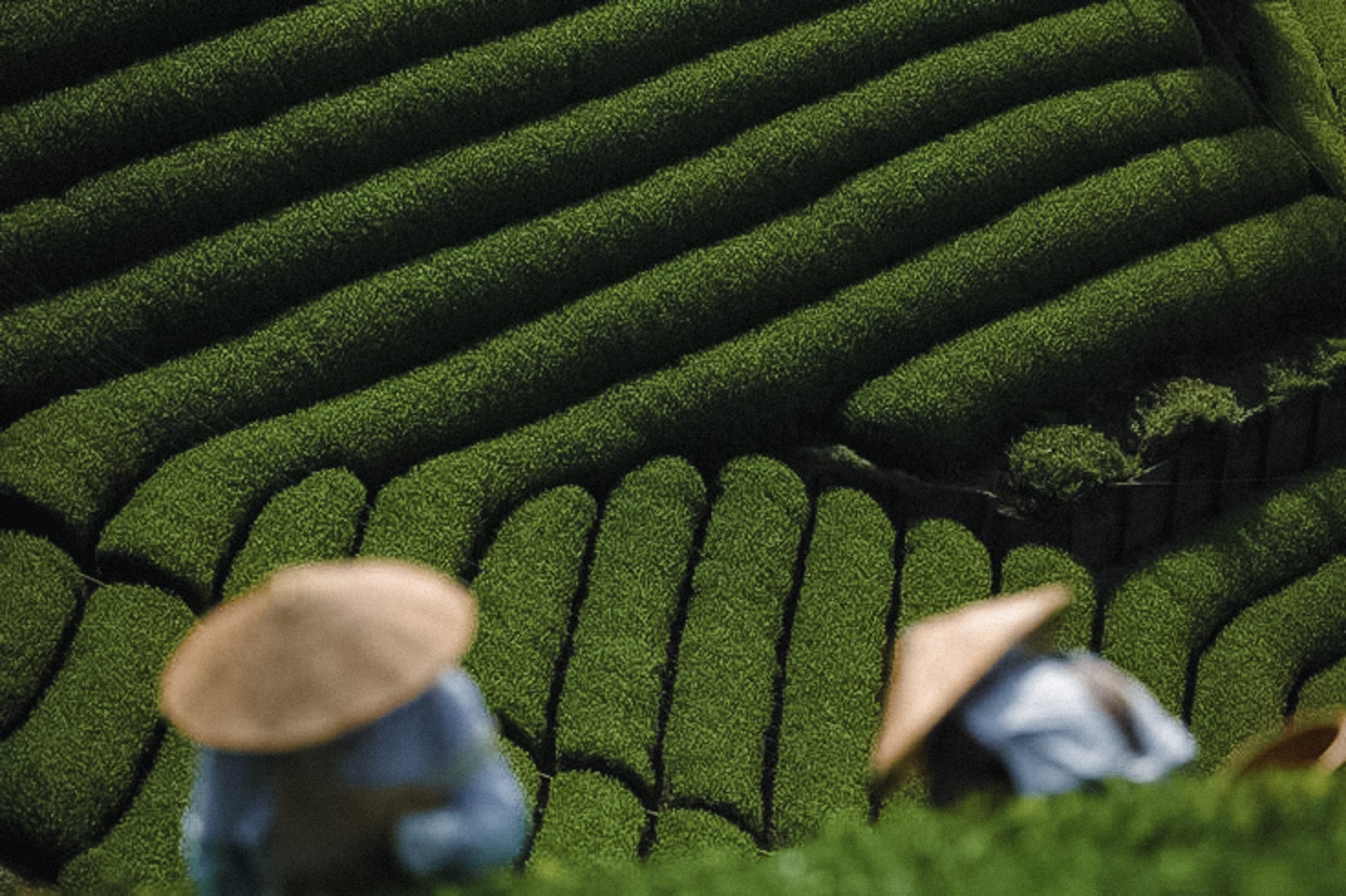 matchu sweden matcha field