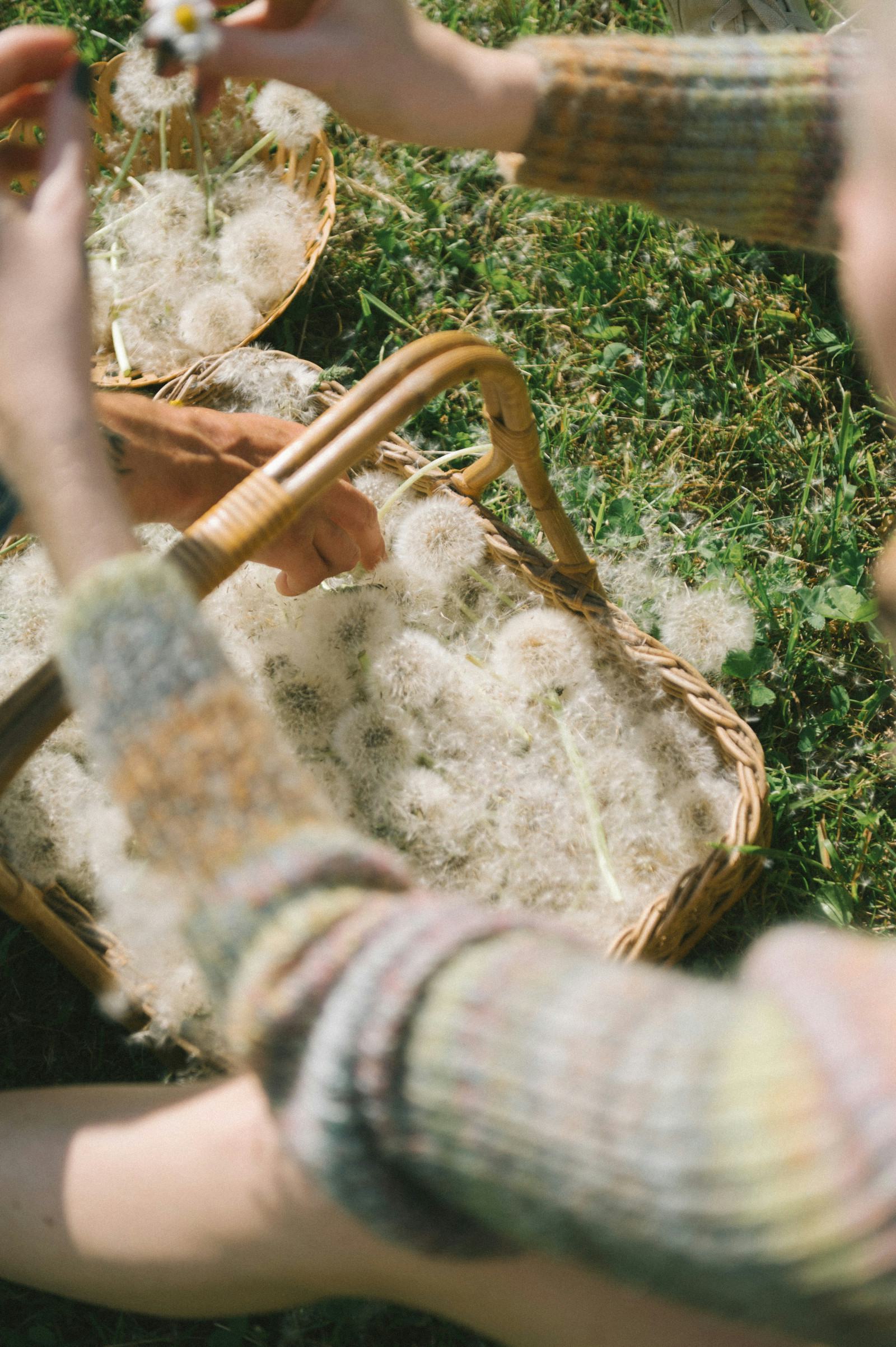 Matchu Matcha Image of Person wearing a patterned sweater holding a basket of dandelion fluff outdoors.