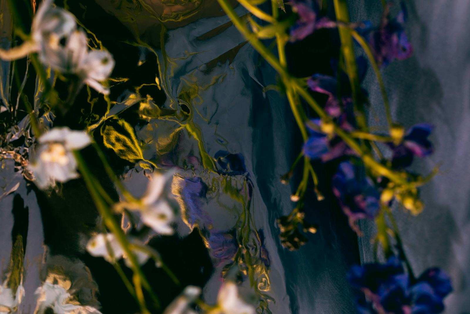 Matchu Matcha Image of Close-up of flowers with a blurred background