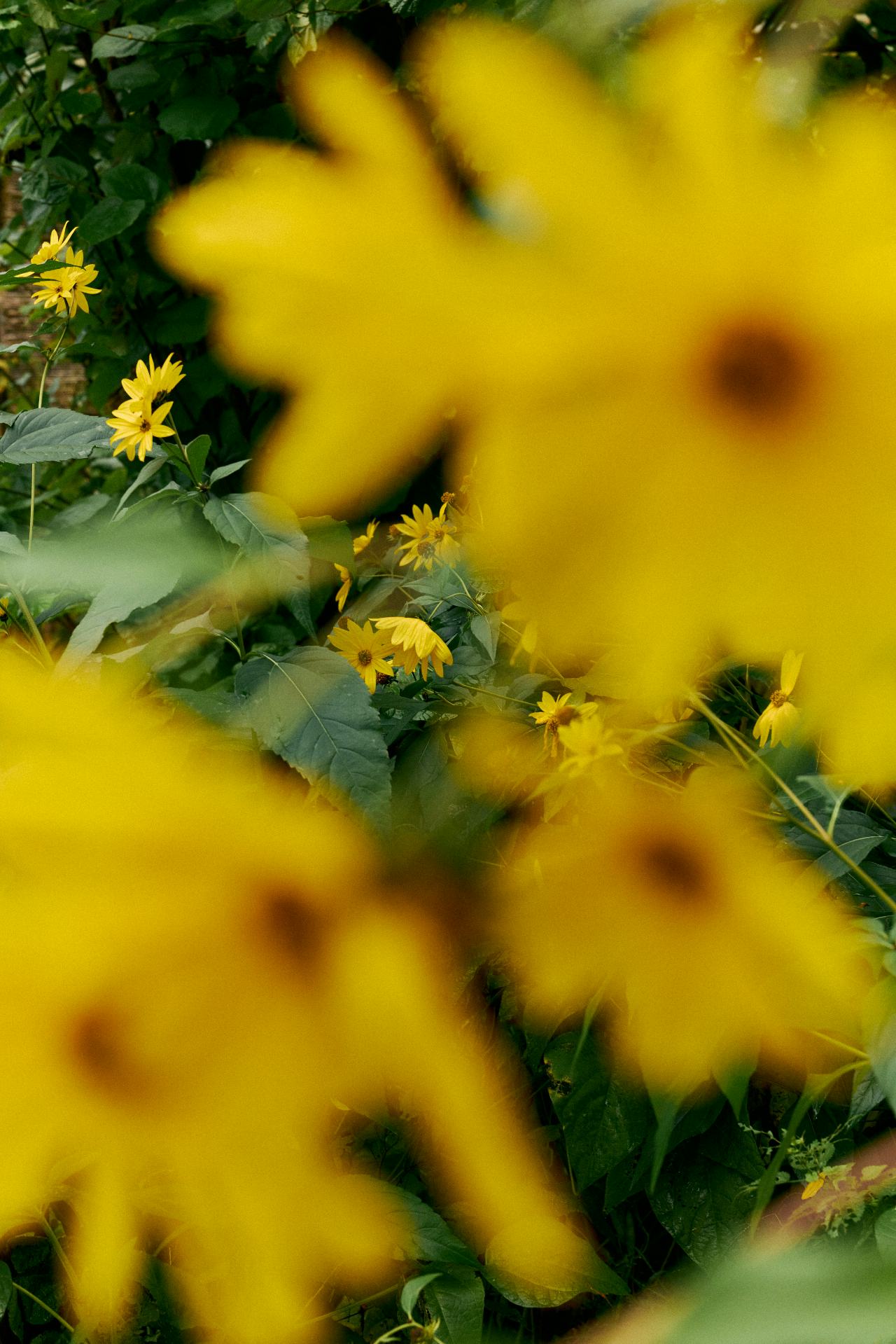 Matchu Matcha Image of Close-up of yellow flowers with a blurred background